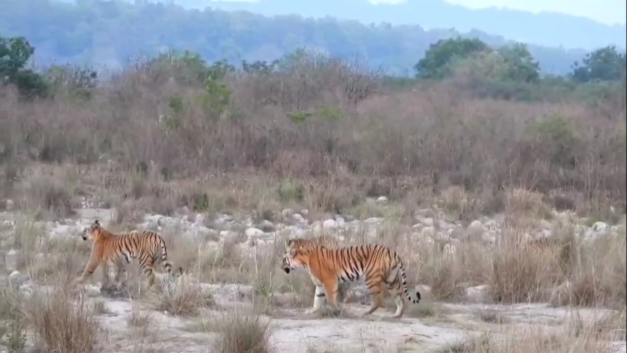 Corbett Tiger Reserve To Get Special Tiger Protection Force; What This Means For Big Cat Protection?