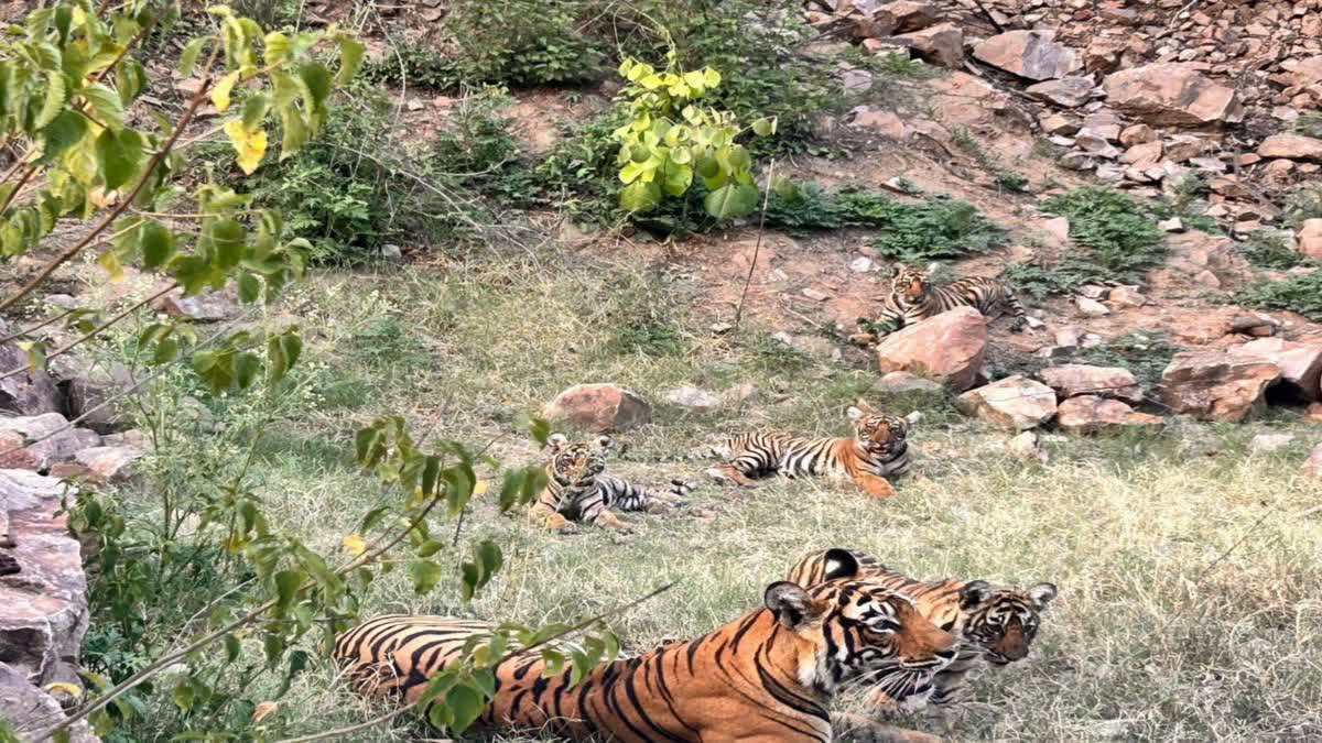 Ranthambore Roars with Joy: Tigress T-127 Spotted with New Cubs