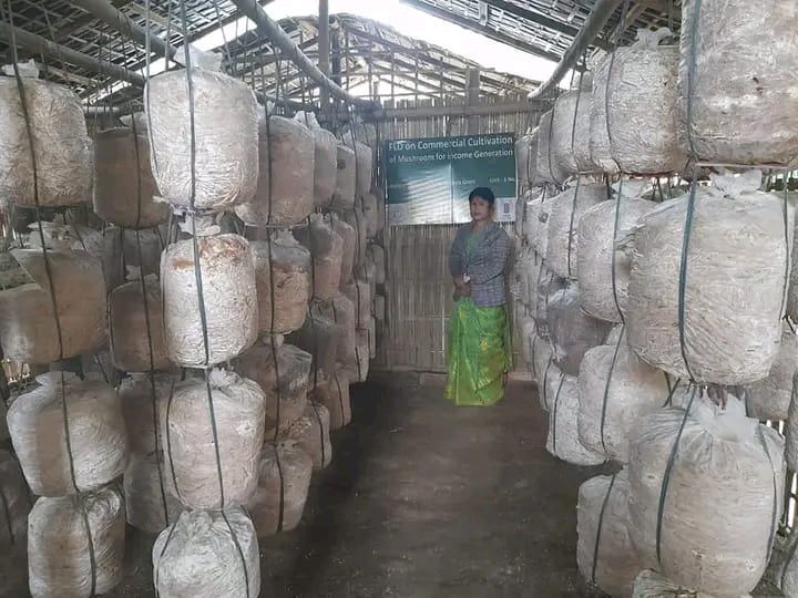 SELF RELIANT BY  MUSHROOM CULTIVATION