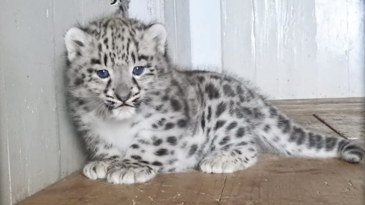 SNOW LEOPARD GENETIC CRISIS