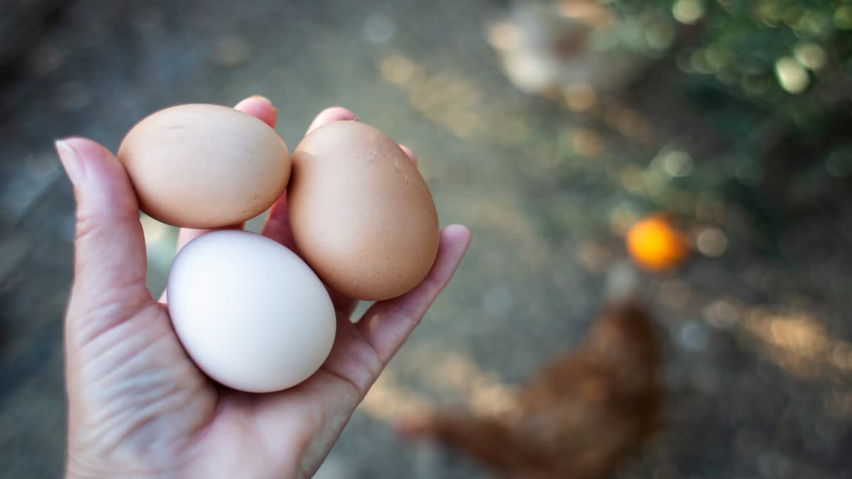 How to check   eggs-are-fresh-or-spoiled