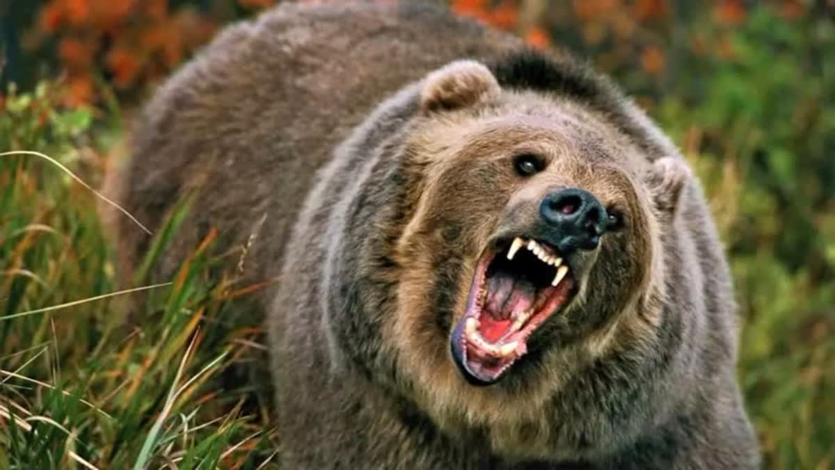 Bear Attack Himachal