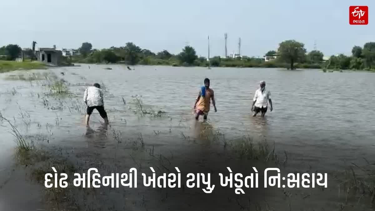 સતત પાણી ભરાઈ રહેવાના કારણે ખેતીલાયક જમીન બેટમાં ફેરવાઈ ગઈ છે, પાકને મોટા પ્રમાણમાં નુકસાન