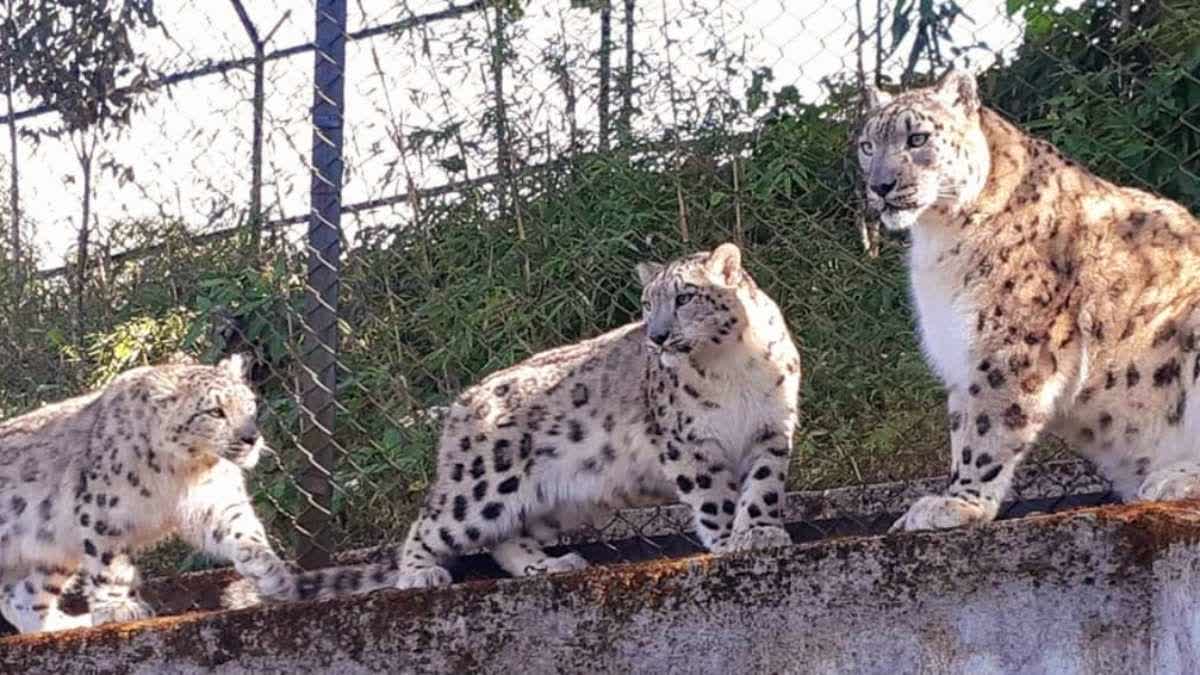 Darjeeling Zoological Park planning to exchange snow leopard from Japan Tama Zoo