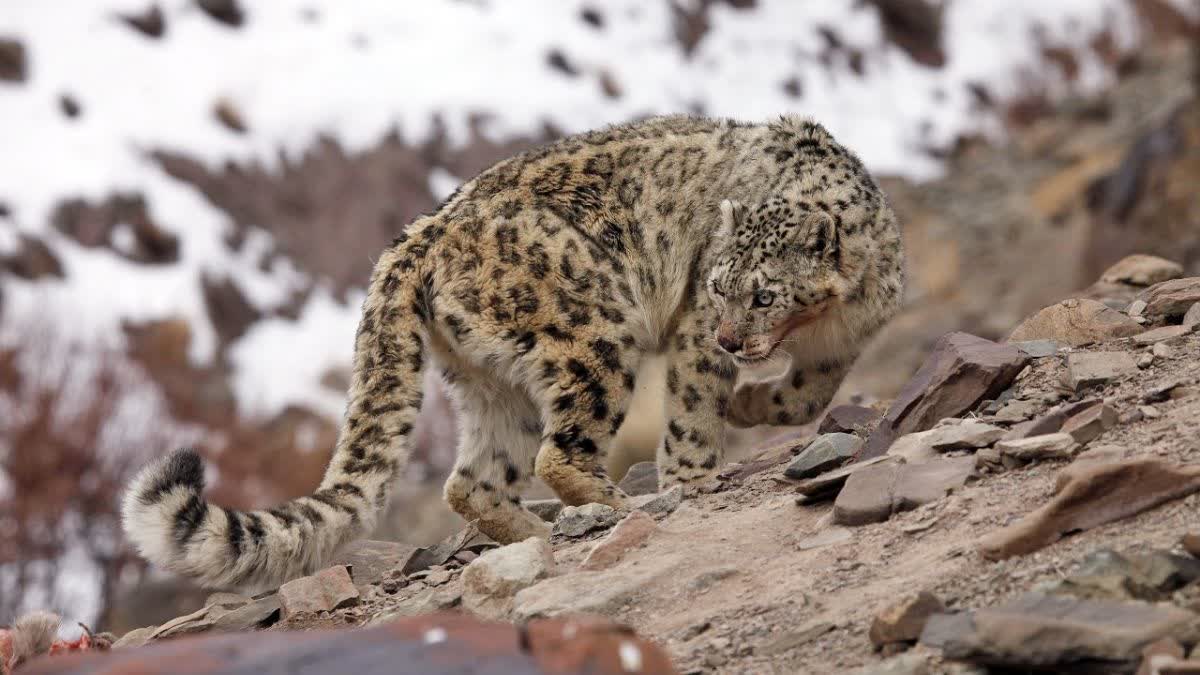 Darjeeling Zoo Awaits Female Snow Leopard From Japan To Check Inbreeding