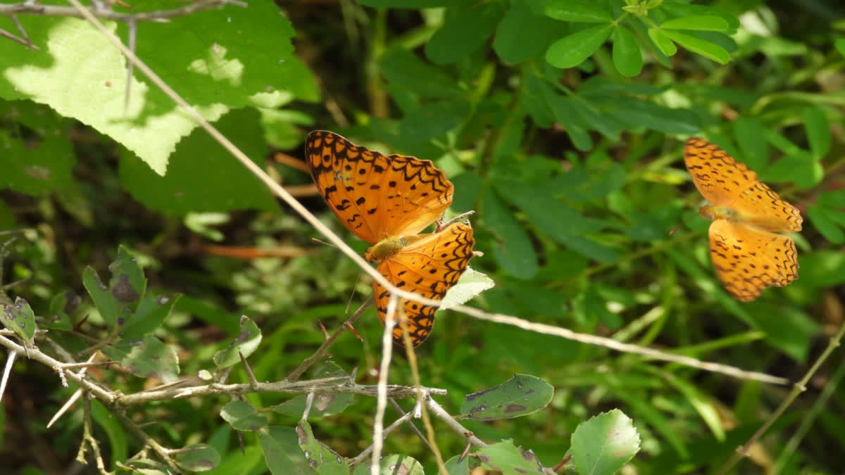 Butterfly In Bandh Baretha