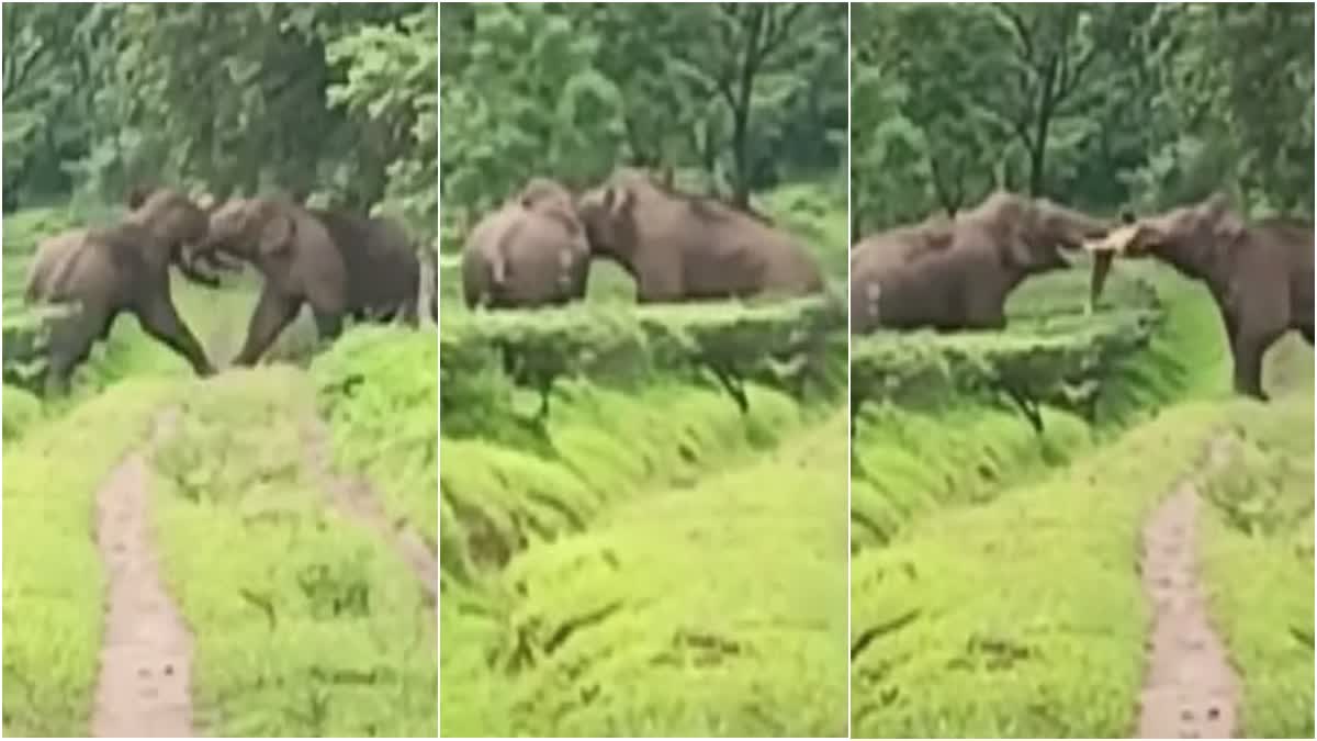 TWO TUSKERS CLASH