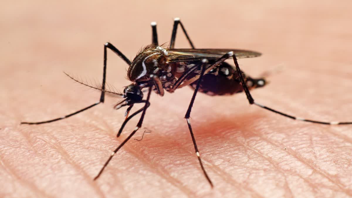 Natural Methods to Avoid Mosquitoes