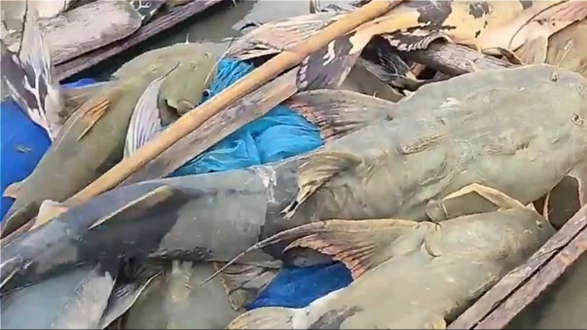 'Abnormal' Nepal Fish Caught In Bihar Triggers Health Alert As People Flaunt Huge Catches Bihar Asks People Not To Eat Fish Coming From Nepal After Catastrophic Floods; Alerts On Possibilities Of Falling Ill