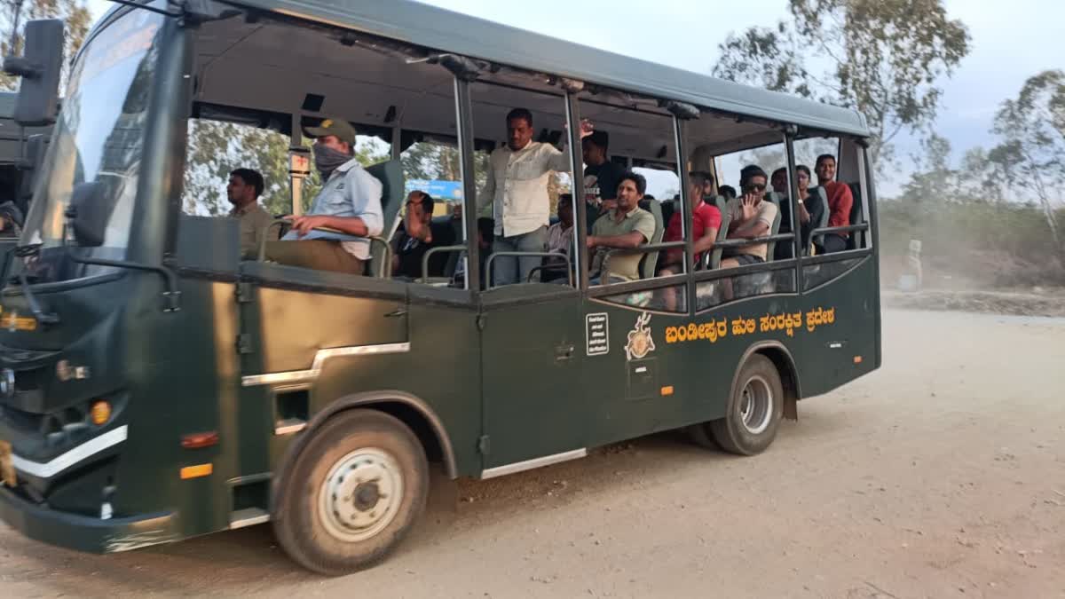 Bandipur safari