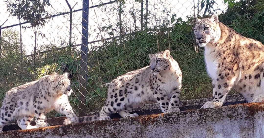 SNOW LEOPARD GENETIC CRISIS