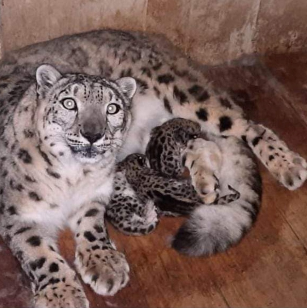 SNOW LEOPARD GENETIC CRISIS