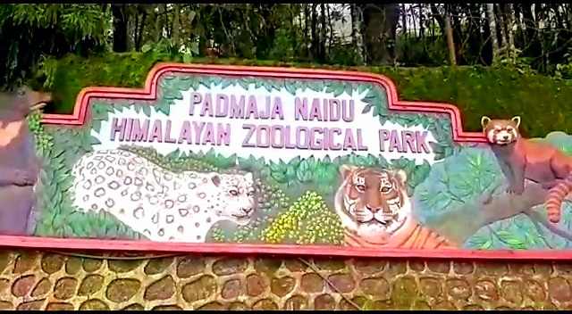 दार्जिलिंग का पद्मजा नायडू हिमालयन जूलॉजिकल पार्क