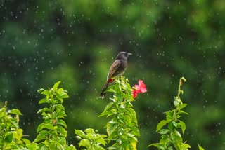 Bengal Rain forecast
