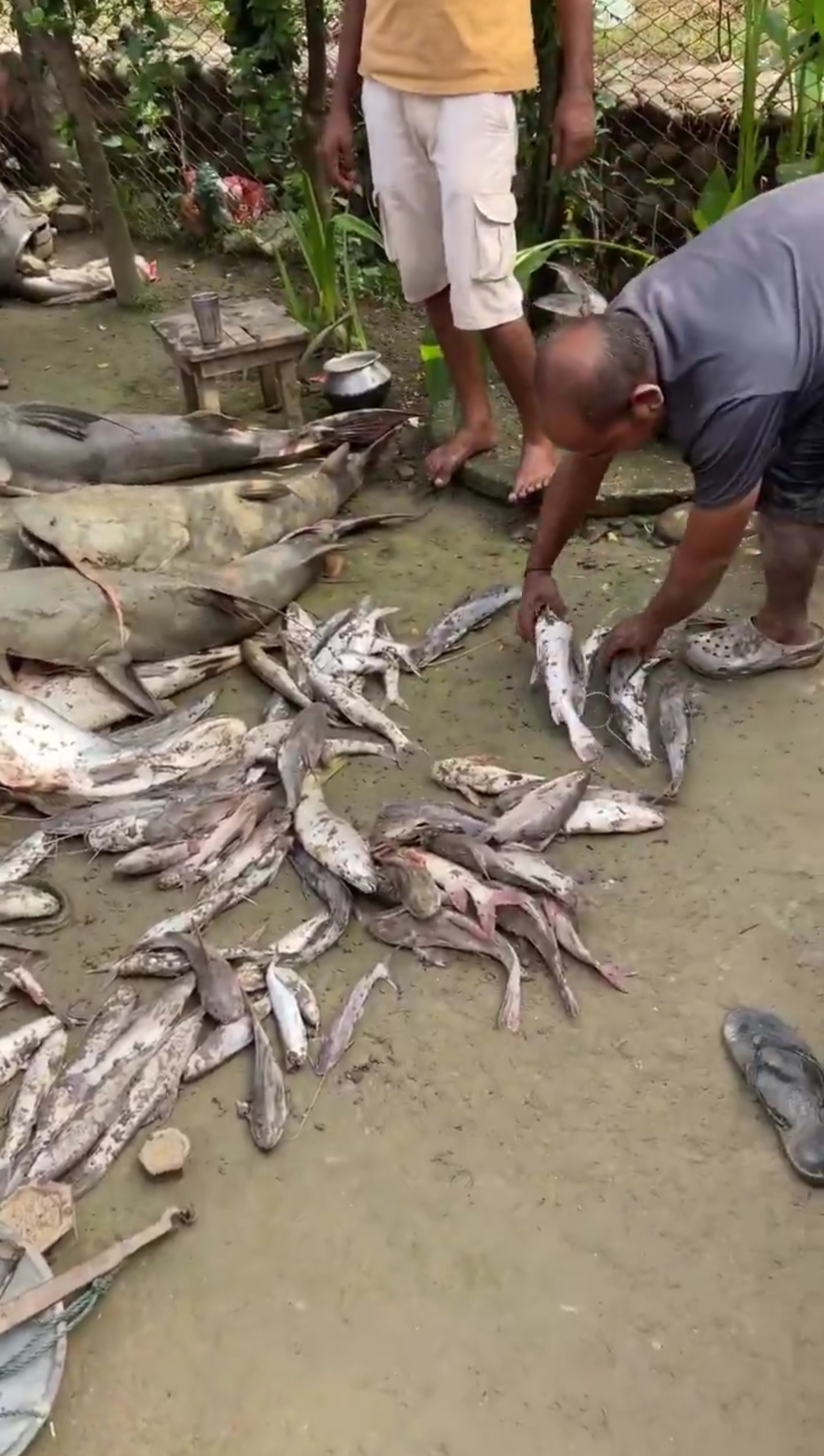 Big-size fish that have arrived in the Gandak river in Bihar after the devastating Nepal floods