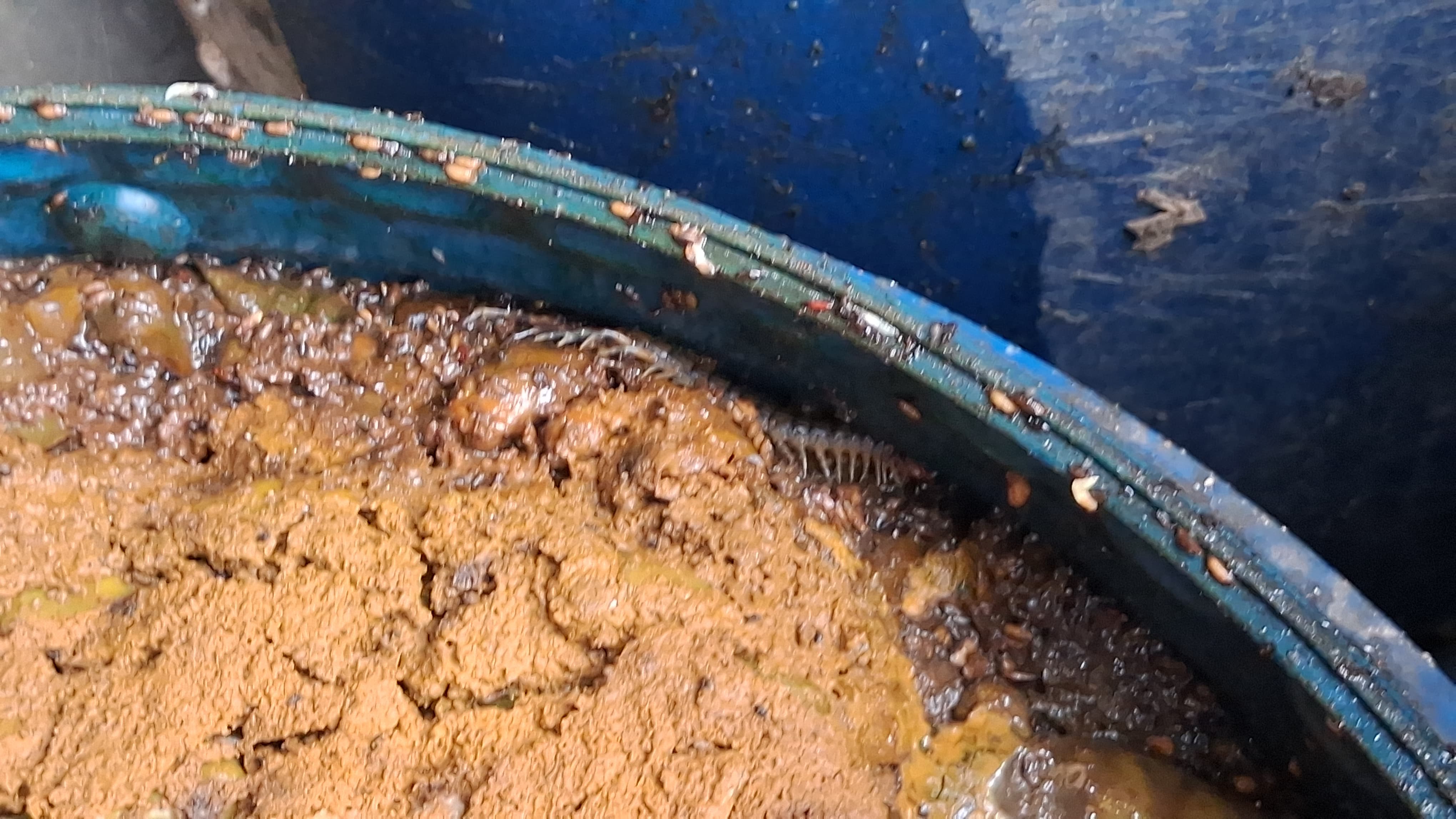 Scorpions and insects found in morabba