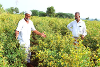 GI-Tagged Kalaburagi Tur Dal Reaches Maldives, Farmers Gain 30% Export Premium