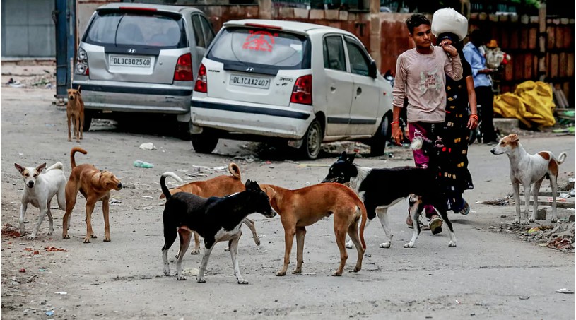 STRAY DOGS IN DELHI