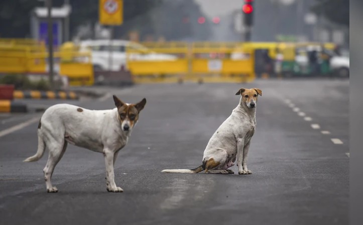 STRAY DOGS IN DELHI