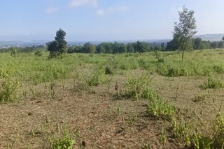 CHHINDWARA 11000 PLANT DRIED