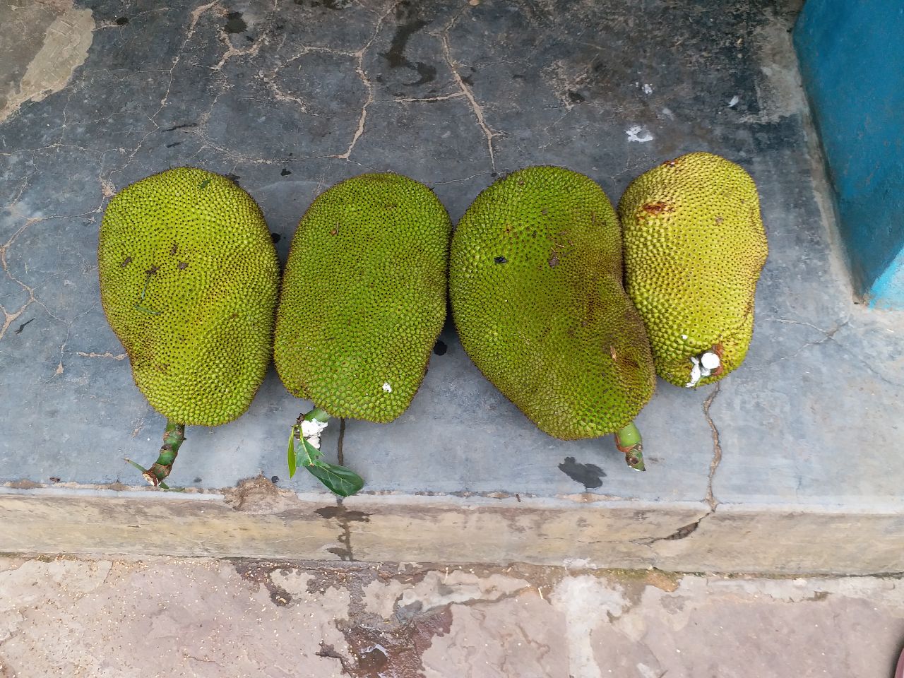 jackfruits frowm in Munna Baiga's land
