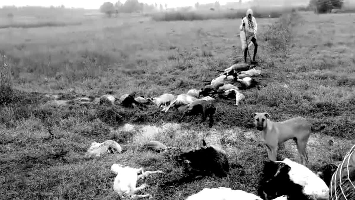 டிட்வா புயலால் தஞ்சையில் 48 ஆடுகள் உயிரிழப்பு; விவசாய நிலங்கள் கடும் பாதிப்பு