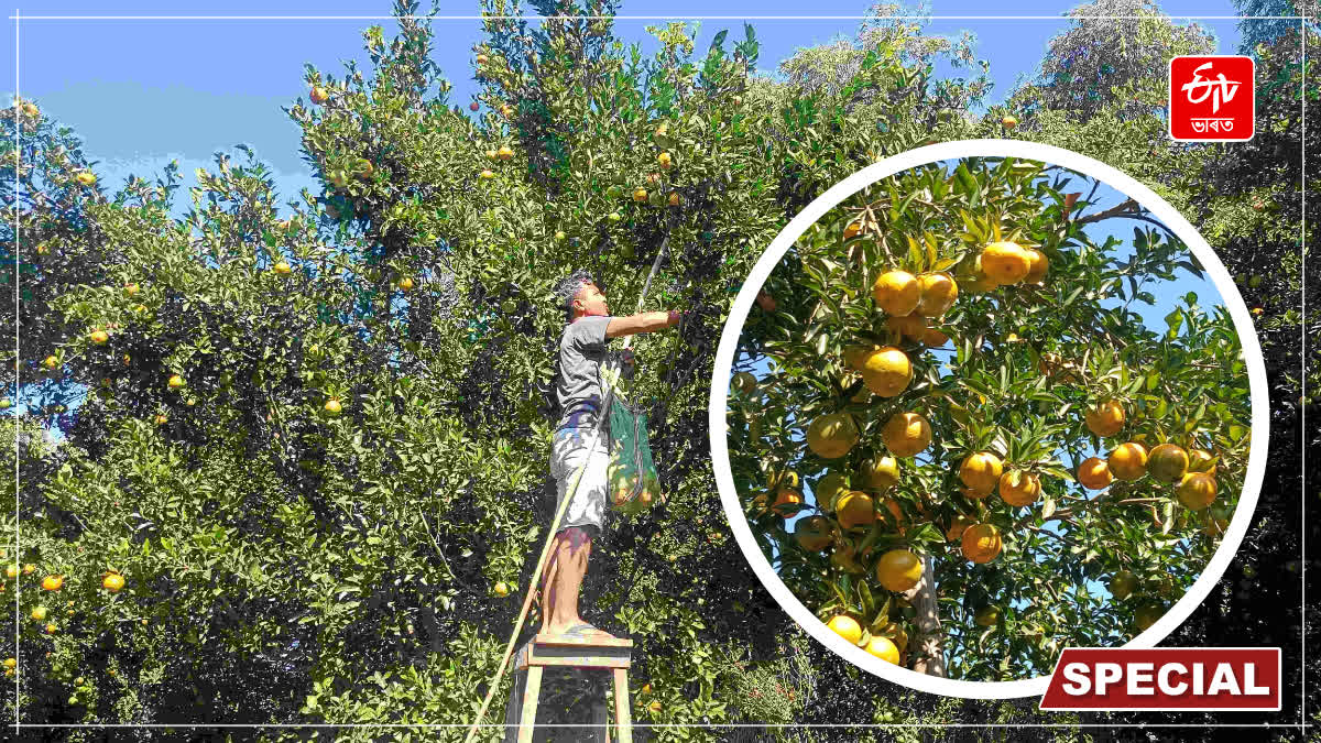 Dhemaji farmer orange farming