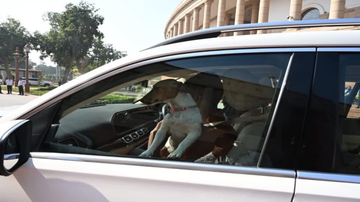 "Real dogs actually sitting in Parliament": Congress MP Renuka Chaudhary on bringing puppy to Parliament