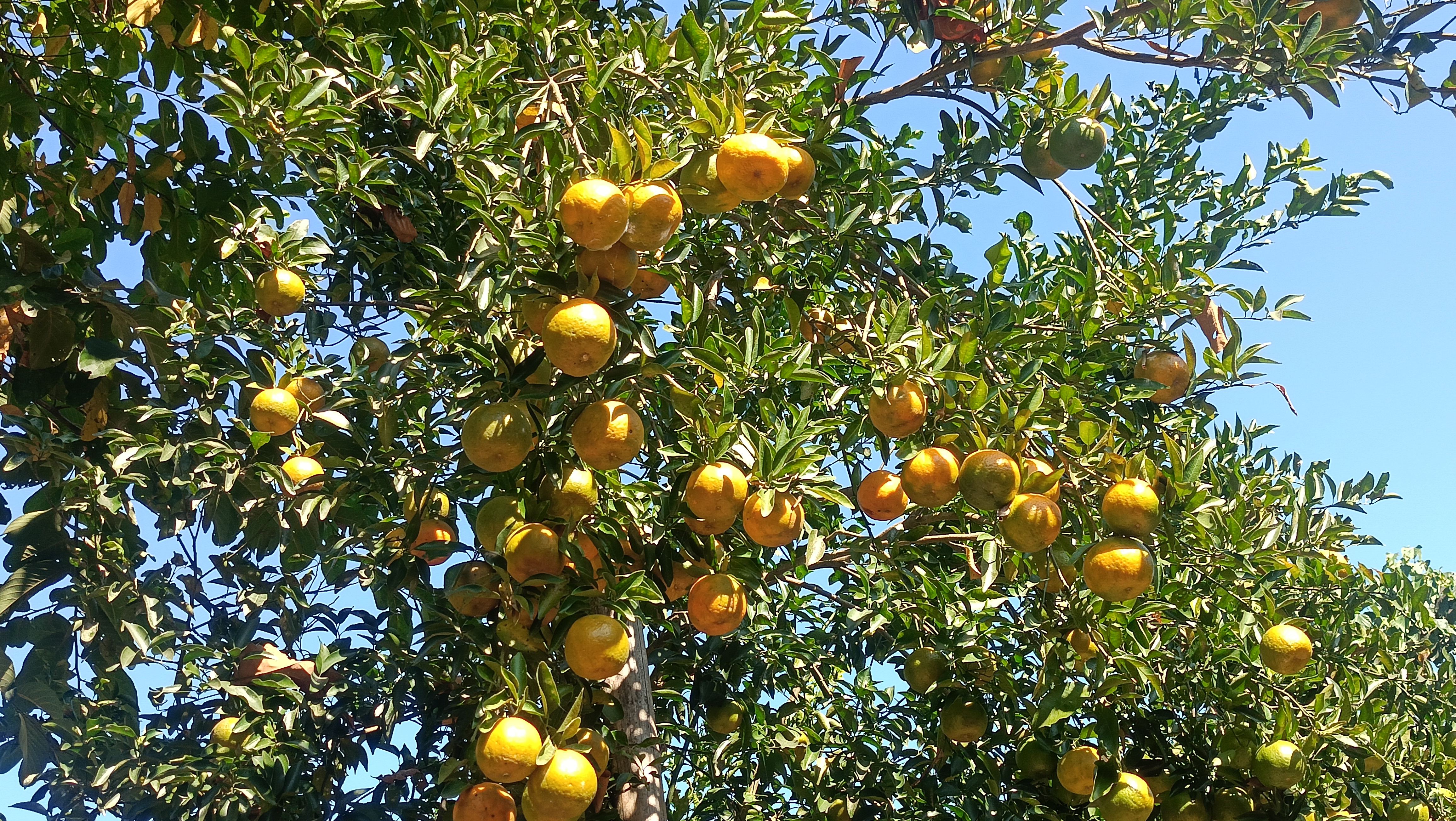 Dhemaji farmer orange farming