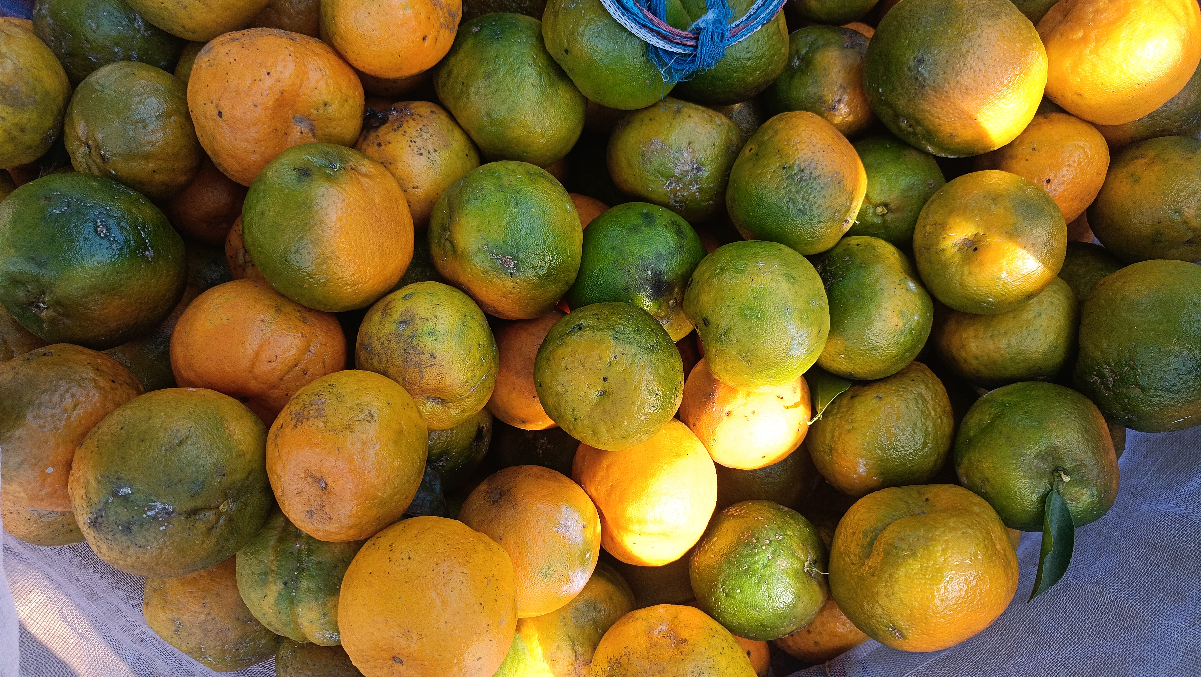 Dhemaji farmer orange farming