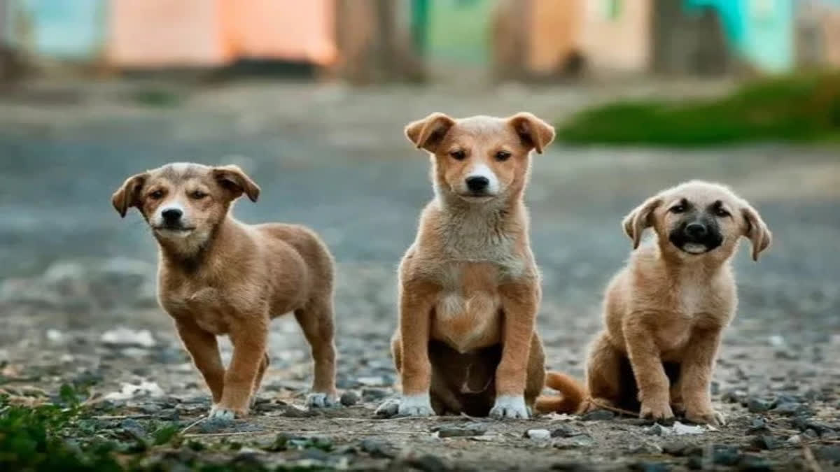 7-Year-Old Girl Mauled To Death By Stray Dogs In Rajasthan