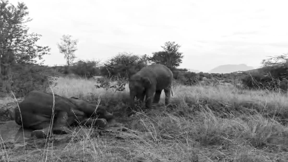 Over 1,800 Wild Elephants Lost In Tamil Nadu In 15 Years, Census Reveals