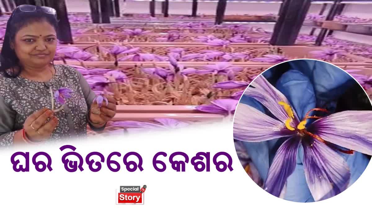 Jharsuguda woman Sujata Agrawal grows Kashmiri saffron at home