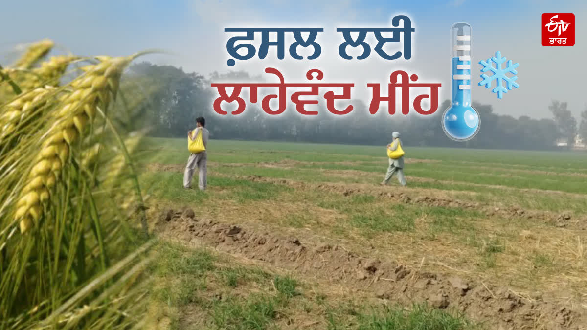 punjab Rain for crops