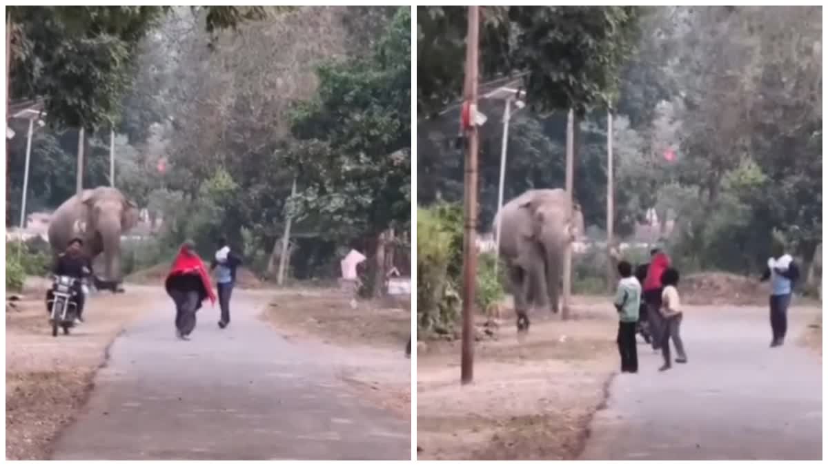 Kalagarh Elephant Terror