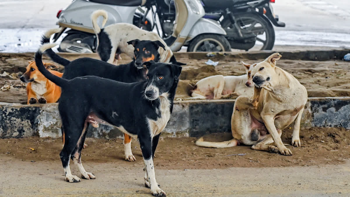 Stray dog