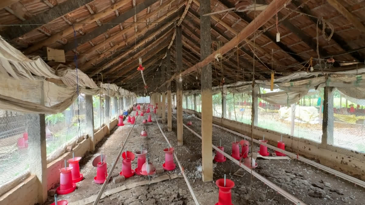 கறிக்கோழி பண்ணை விவசாயிகள் வேலைநிறுத்தம் - சிக்கன் விலை உயரும் அபாயம்