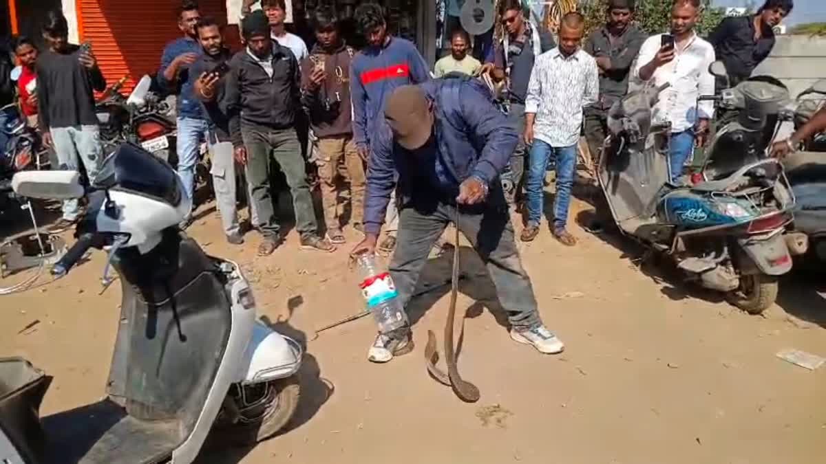 COBRA TRAVELED 3 KM IN SCOOTER