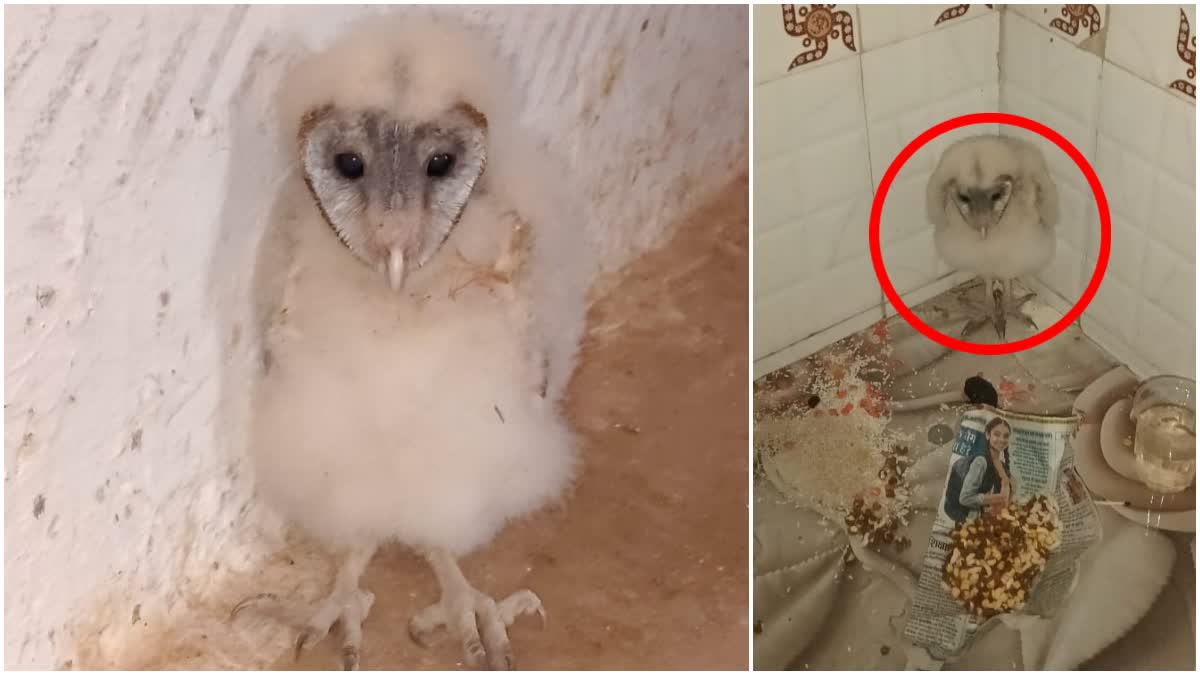 Garuda Bird Misunderstanding