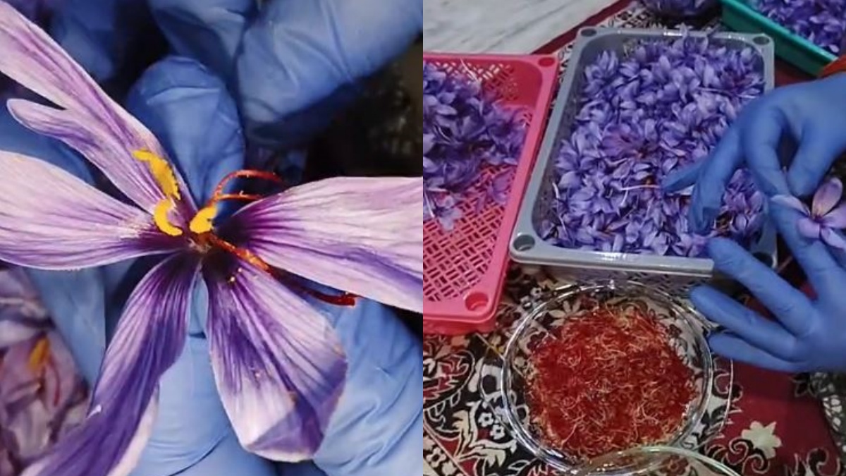 SAFFRON FARMING IN JHARSUGUDA