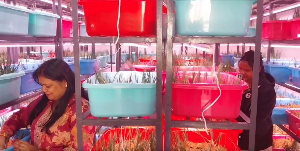 Jharsuguda woman Sujata Agrawal grows Kashmiri saffron at home