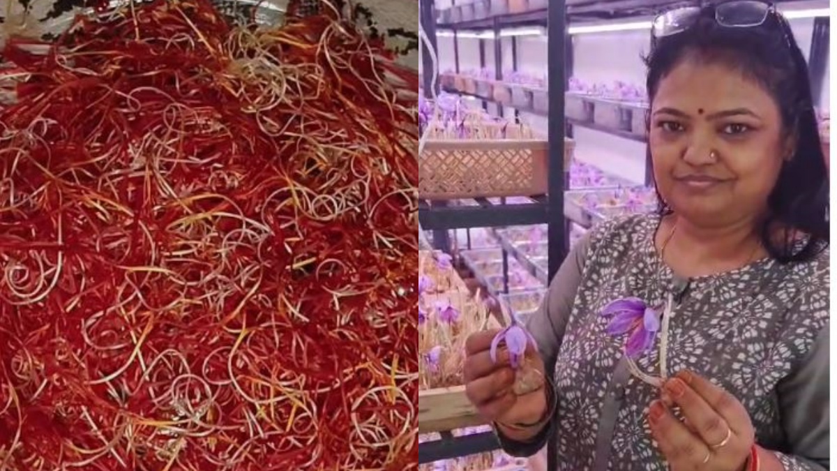 Jharsuguda woman Sujata Agrawal grows Kashmiri saffron at home