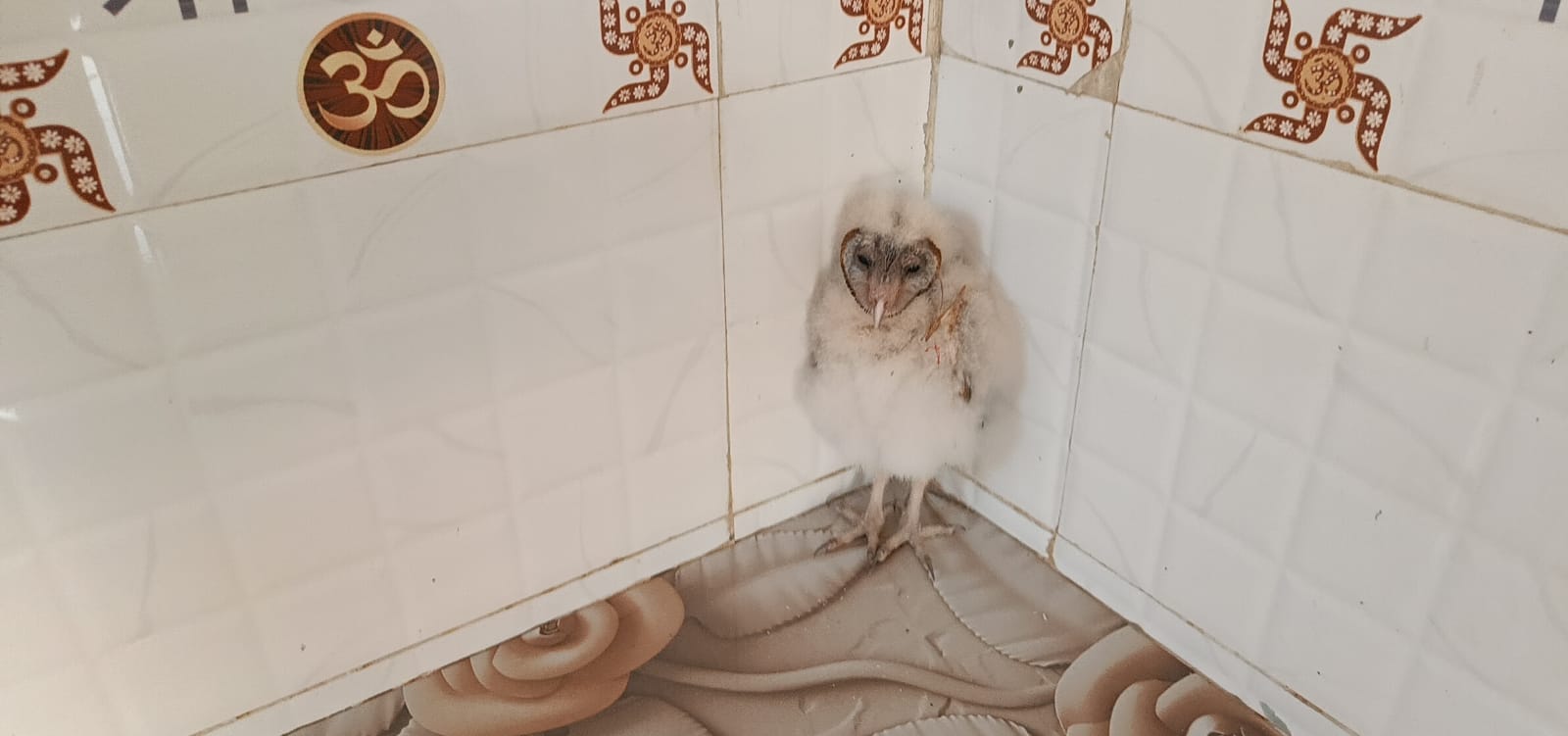 Garuda Bird Misunderstanding