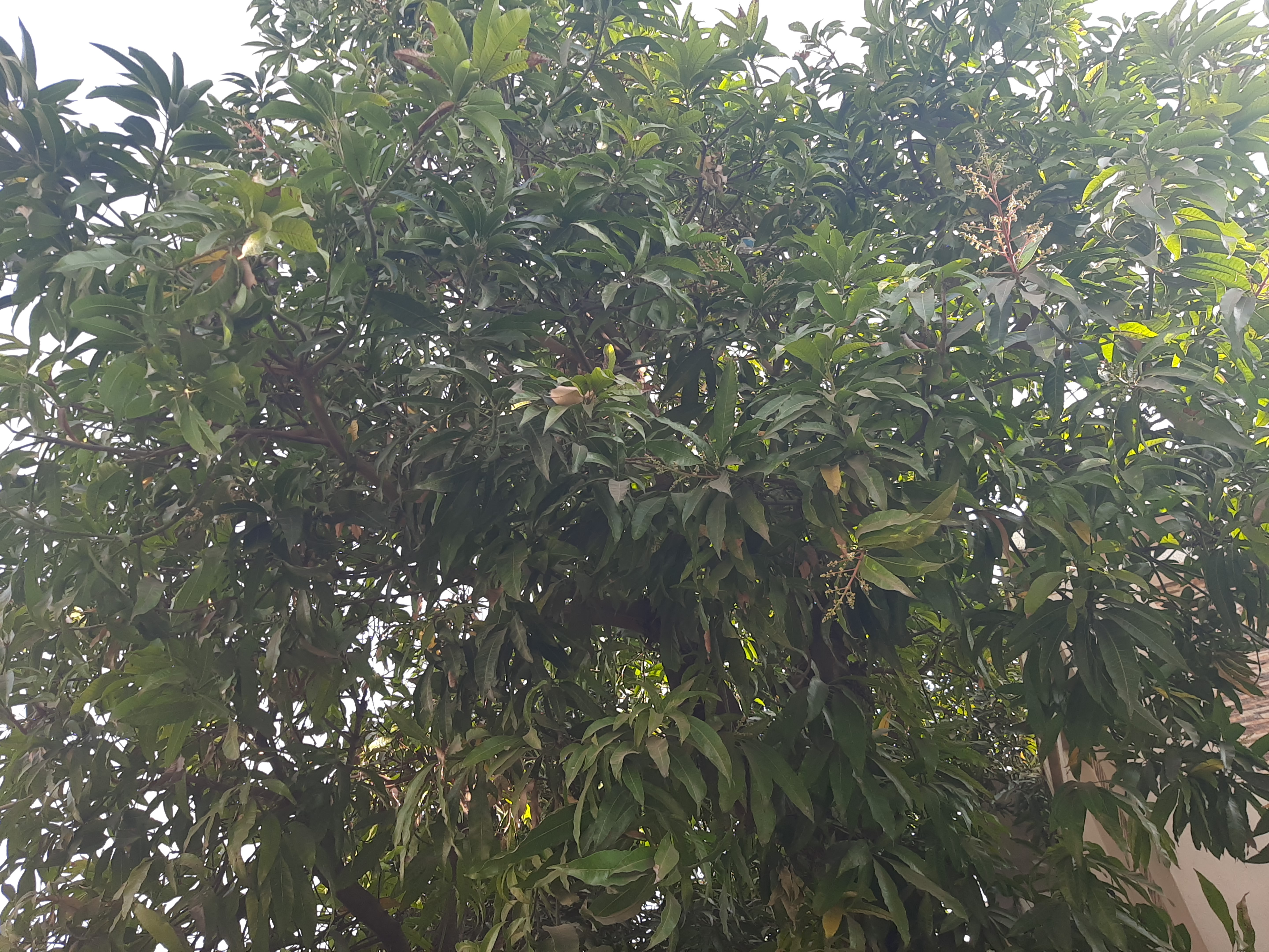 આંબા પર મોર આવતા 