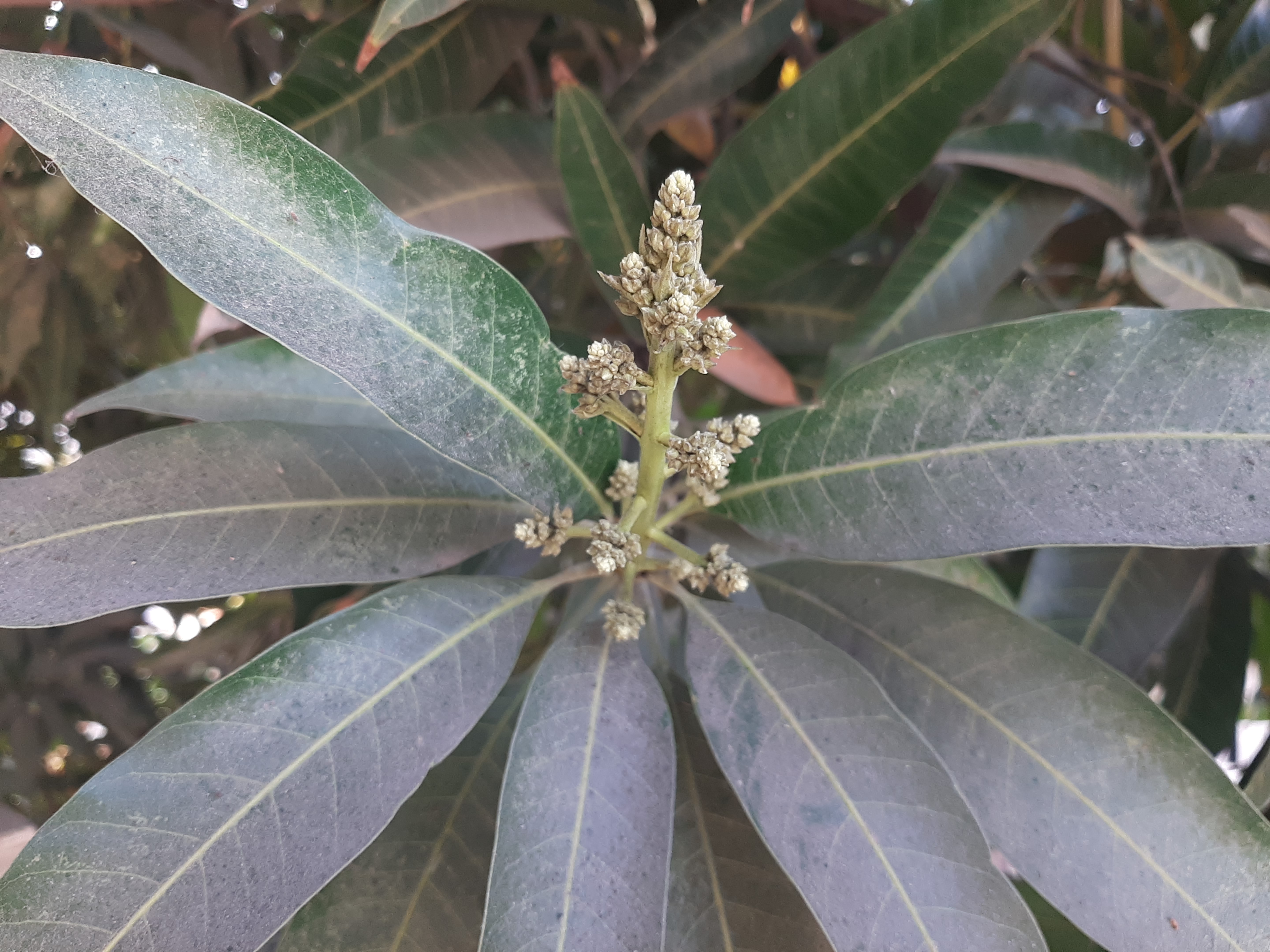 આંબા પર મોર આવતા 