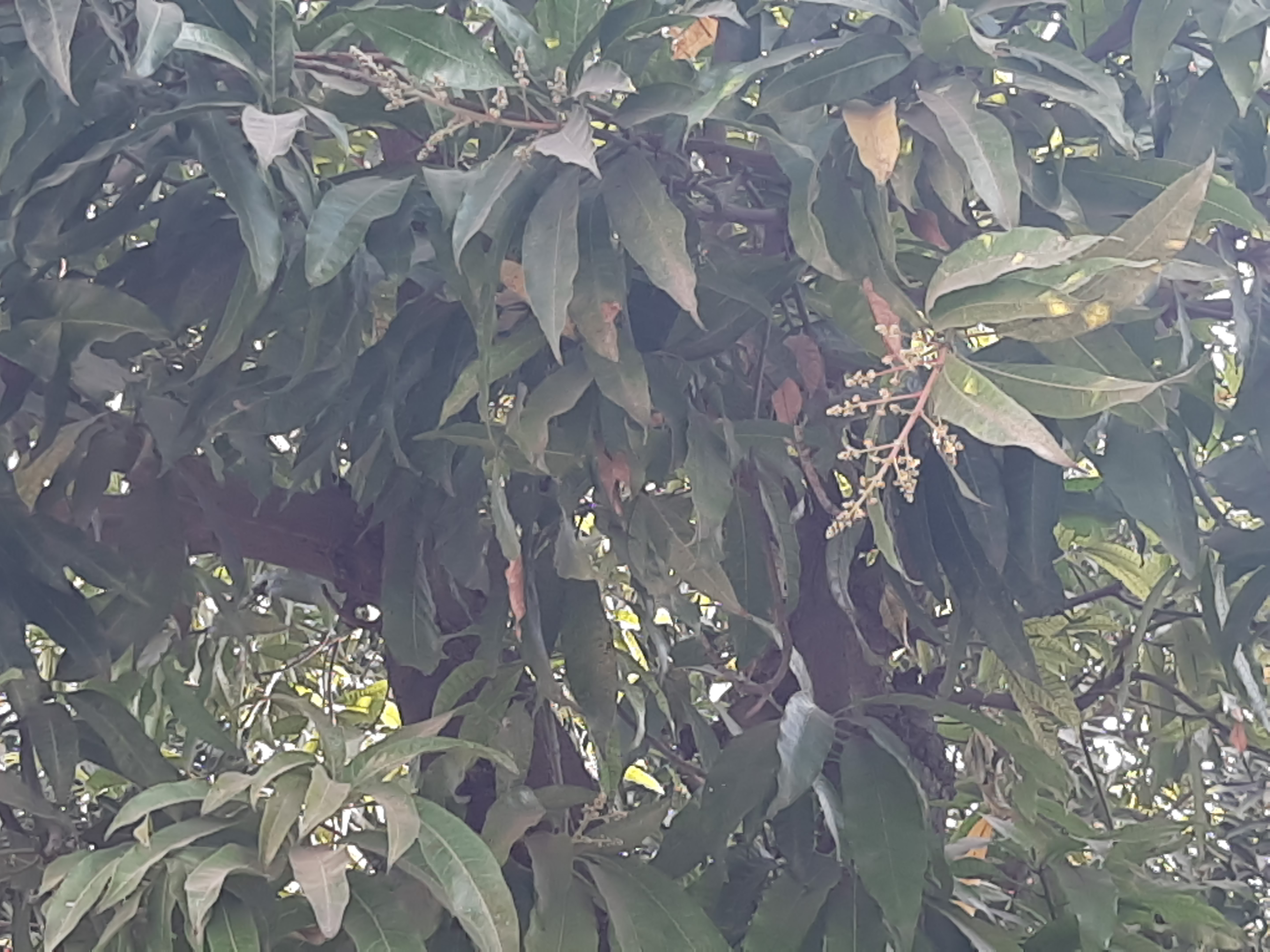 આંબા પર મોર આવતા 