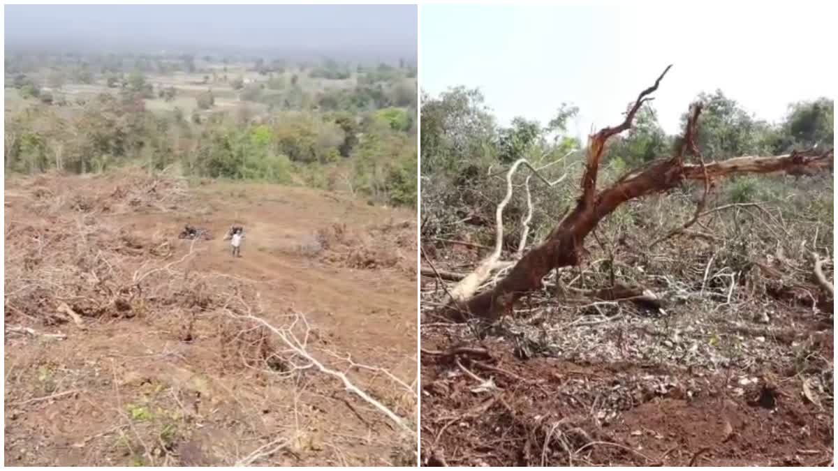 TREES CUTTING ALLEGATION