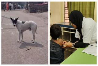 Dog Bites Cases In Dhanbad