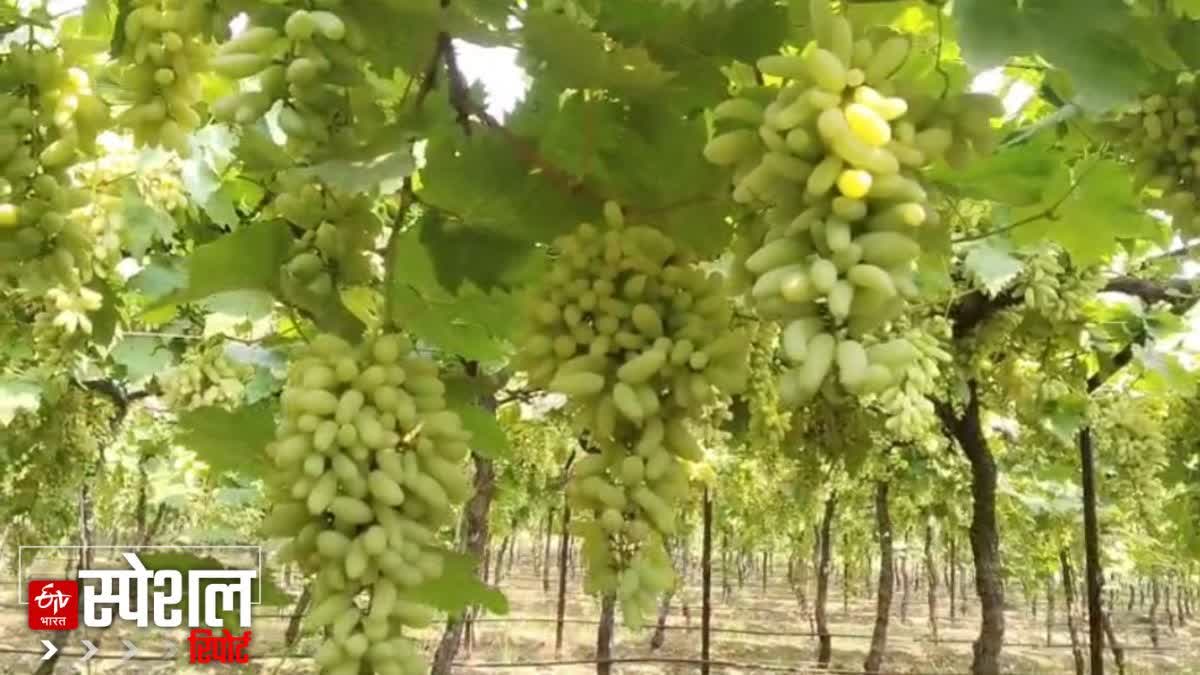 Young farmers planted a grape orchard