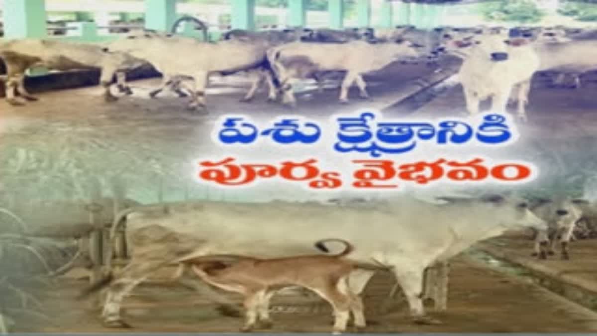 AP Govt Focus on Ongole Breed Cattle